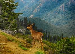 deer at mountain nature