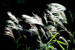 Autumn Reed on Riverside