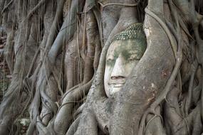 Head Of God Bodhi Tree Ayutthaya