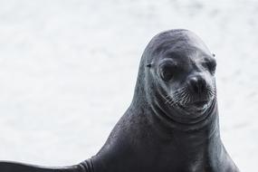 Sea Lion Portrait Animal