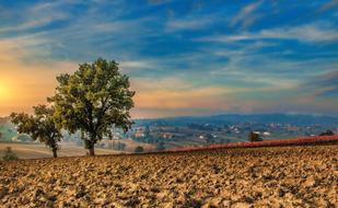 Trees Campaign Crops landscape