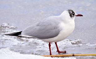 Seagull Winter Water