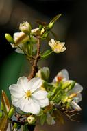 Scenery Flower