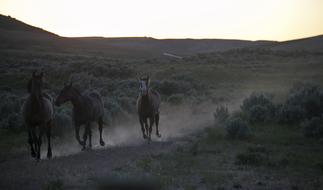 Wild Horses Feral Wildlife