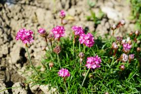 Flower Pink The Beach-Grass Elke