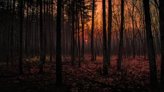 Forest Trees Plants