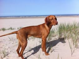 Vizsla Beach