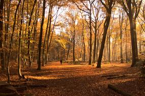 Walkers Wanderer in Forest