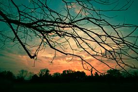 Tree Nature Sky