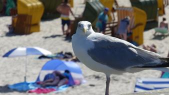 seaGull Bird at Water coast