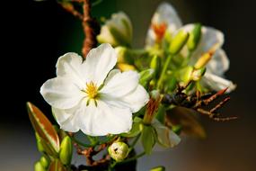 Flower Petal