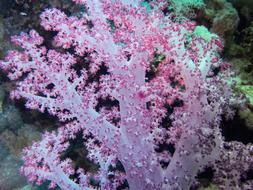 pink Soft coral Underwater, Egypt, Red Sea