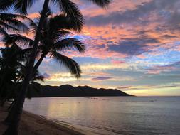 Magnetic Island Sunset Palm