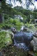 Waterfalls Pond Fish