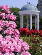 Verny Park France Rose