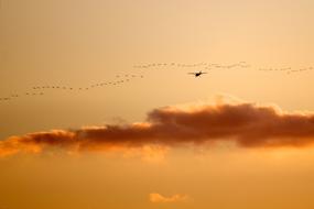 Birds Airplane Sunset