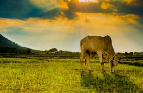 Cow Animal Eating Grass