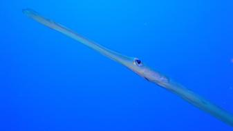 Fish Sea Animals