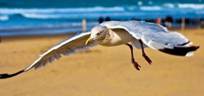 Seagull North Sea Coast