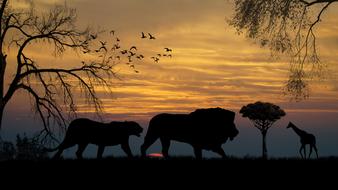 Lions Giraffe Sunset