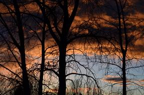 Sunset Storm Trees