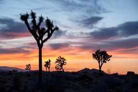 Joshua Trees Sunset Landscape