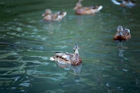 Duck Small River Body Of Water