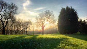 Trees Landscape Sunshine