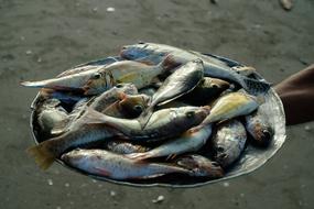 Fresh Catch Fish