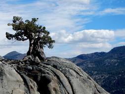 Tree on Cliff Nature