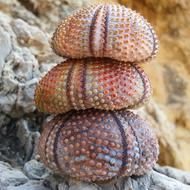 Sea ââUrchin Marine Turkey