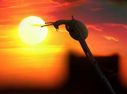 Sunset Snail Sun