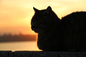 Cat Sunset