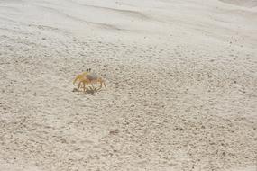 Sand Crayfish Crab