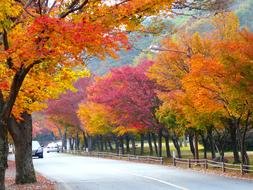 Autumn Seasonal Colorful Leaves trees