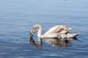 Water Bird Lake