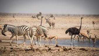 Namibia park Outdoors