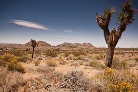 Usa Travel Joshua Tree National