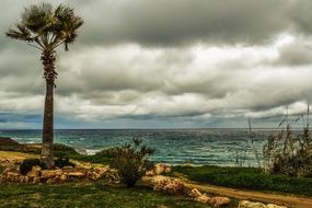 Palm Tree on Coast Sea