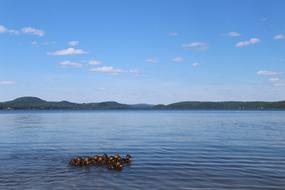 Duck Animals Summer