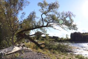 Tree Lake Beach