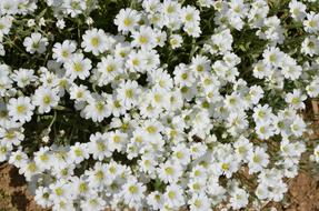 Nature Flower Plant Spring