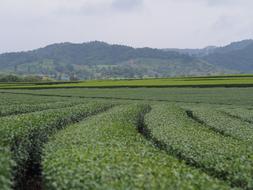 Tea Plantations Rai View Boon Rawd