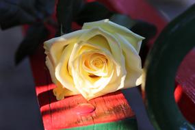 Yellow Rose On Red Bench Rosa