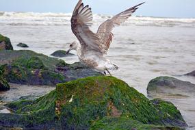 seagull on Sea Coast Body Of Water