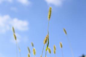 Summer Nature Plants