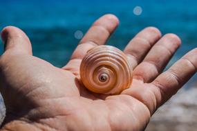 sea Shell on Hand