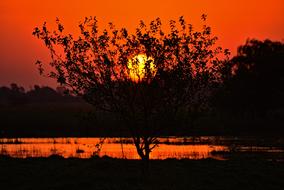 Sunset Tree Nature
