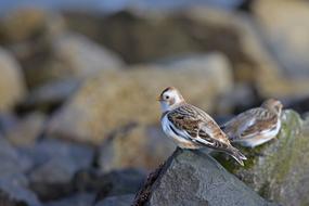 Songbirds Birds Snow Bunting North