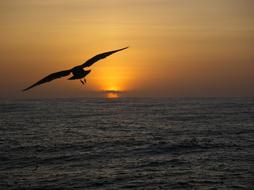 Seagull Silhouette Flying